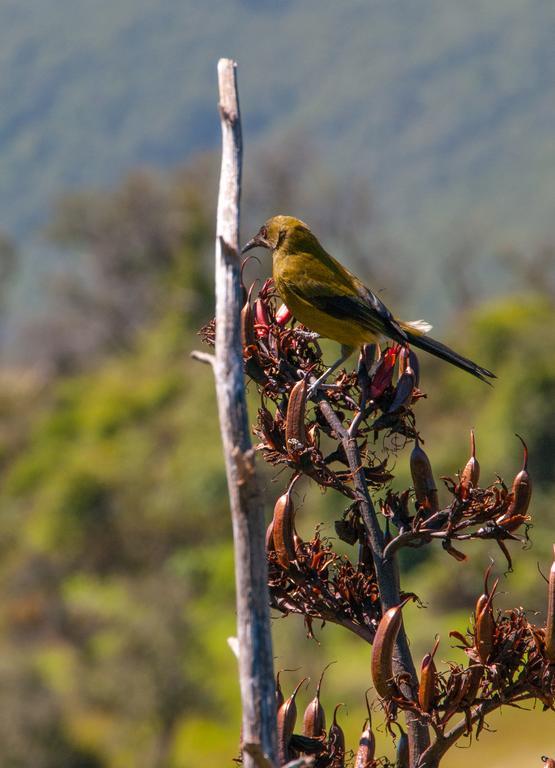 Glenorchy Peaks Bed And Breakfast ภายนอก รูปภาพ